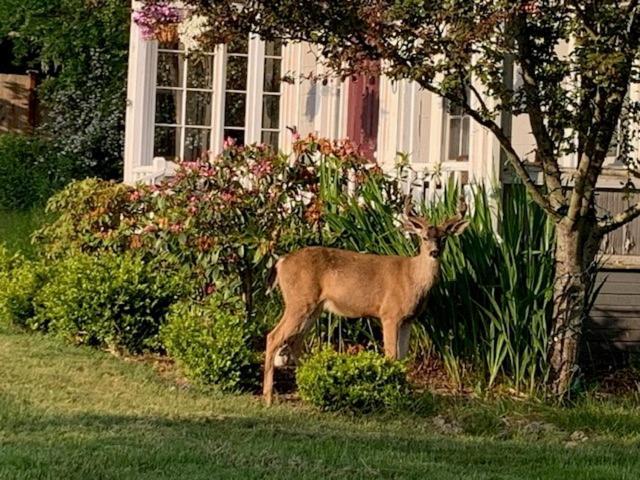 Anchorage Inn B&B Coupeville Eksteriør billede